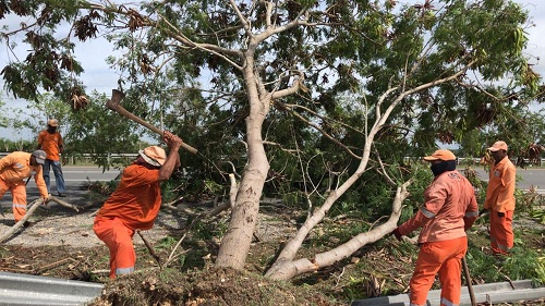 Foto brigadas cortan y retiran árbol