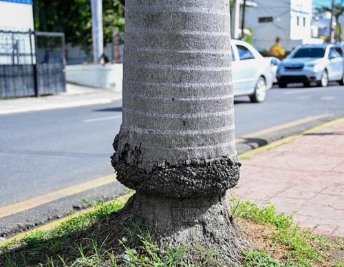 FOTO tronoo de palma