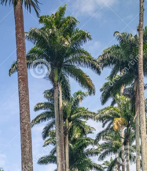 Foto Palmas