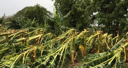 Foto plantaciones de plátano